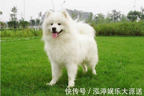 人际关系|再过7天,生肖狗记得留条“后路”给自己,家里有属狗的速看!