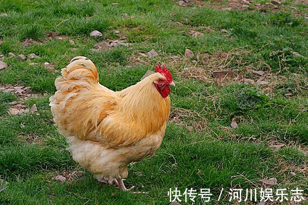 生肖|10鸡9不全揭秘69年生肖鸡的毕生寿命，过了51岁后什么命