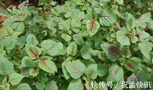 野菜|不管男女過了四十多吃6種野菜，能夠補充身體營養，幫助增強體力