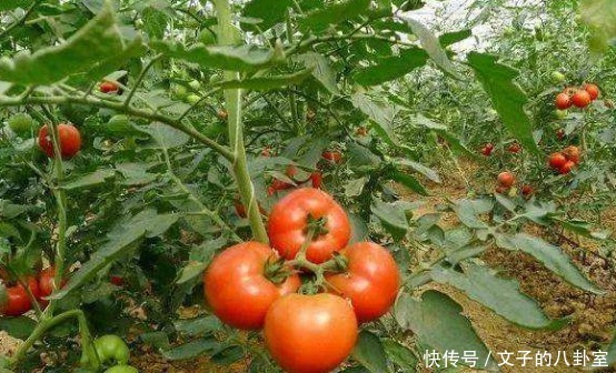 西红柿|西红柿究竟有哪些营养价值?什么样的吃法才最合适?