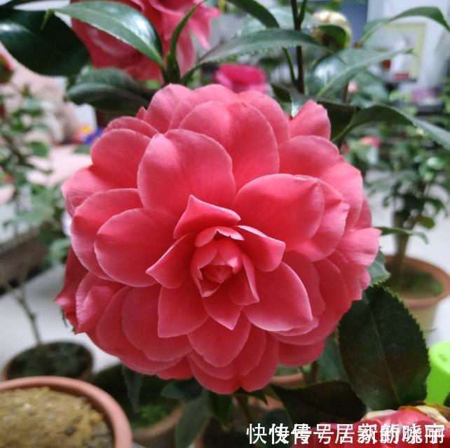 两种漂亮耐寒的花，让阳台不单调，冬季天天赏花，花大色艳