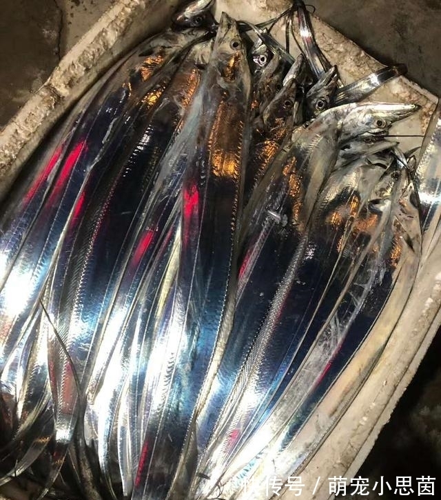鱼郎|老伯夜晚海钓归来,一点都没掉漆的带鱼,你们肯定没见过吧?