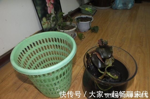 大蒜|一个垃圾桶,能种出一桶蒜!多到吃不完,以后家里一年都不用买了!