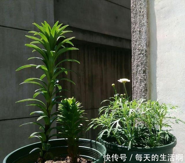  学会了自己种植百合花，再也不想去花店花钱买了，开花也不差！