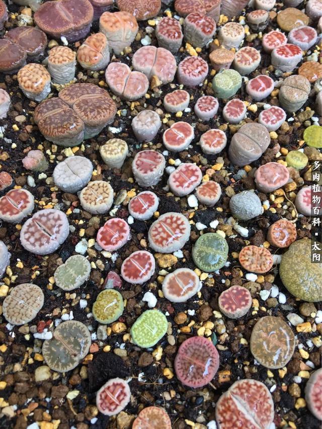 会开花的“石头”番杏科多肉植物“生石花”的养护心得！