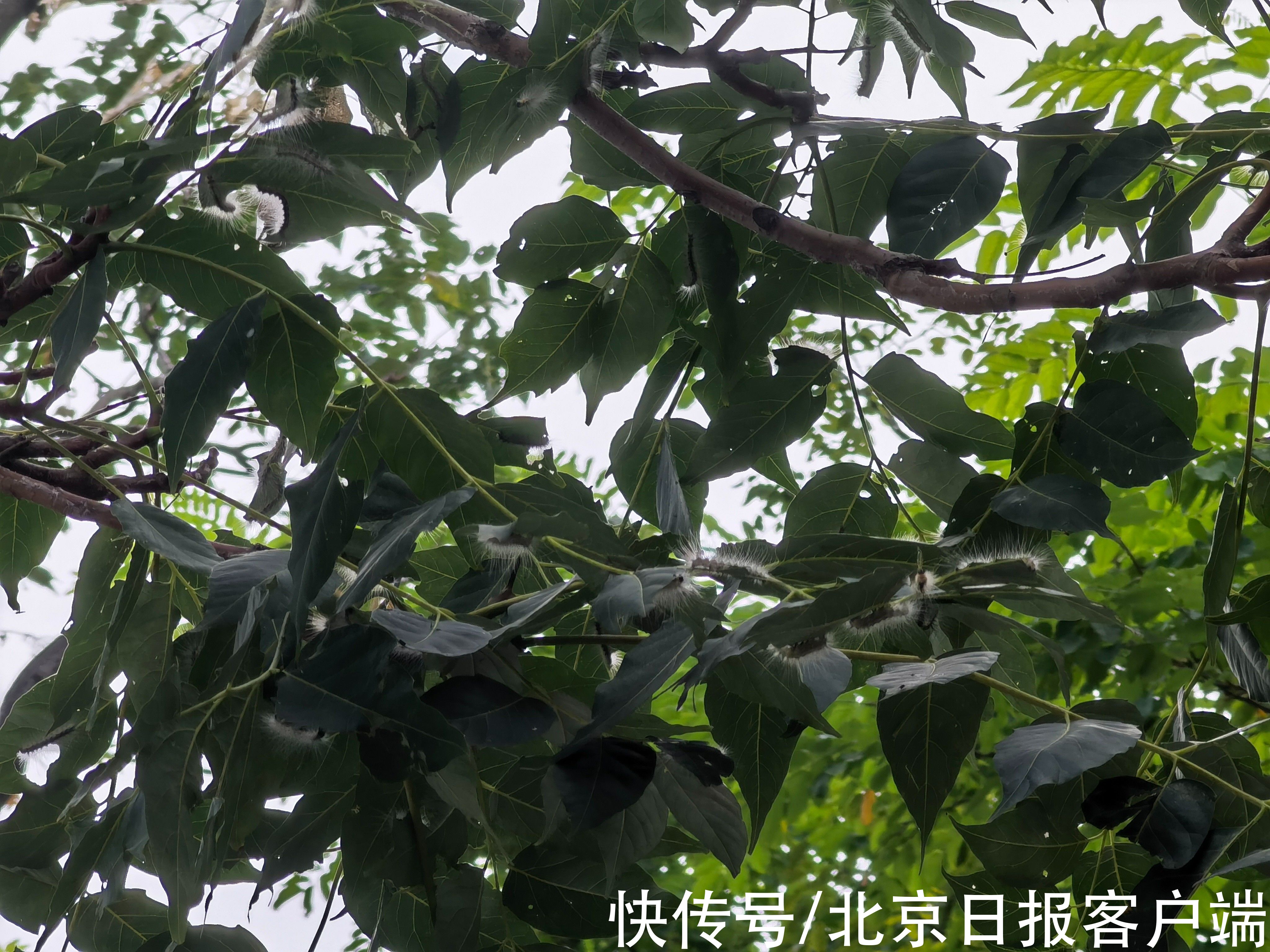 树木|触目惊心!北京望京北小河树木遭遇美国白蛾,有树整株被吃光