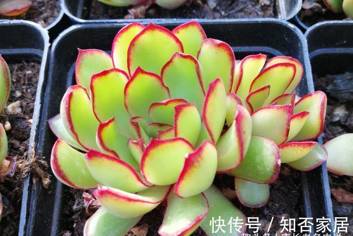 多肉雨燕座和灵影都有红边，但前者乱扔都能活，后者却美到不想扔