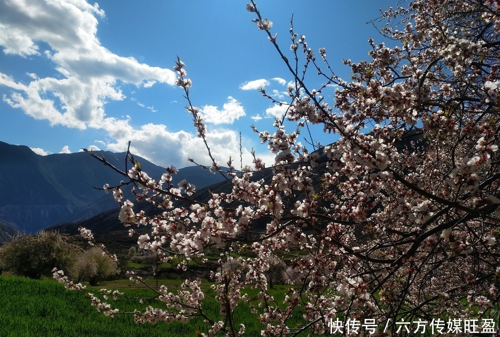 甘孜得荣太阳谷：十里桃花 灼灼其华