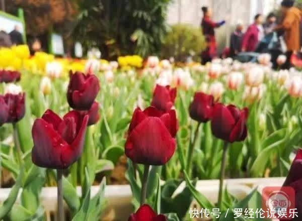 惊艳！郁金香花海、樱花雨，踏青赏花 来“这里”