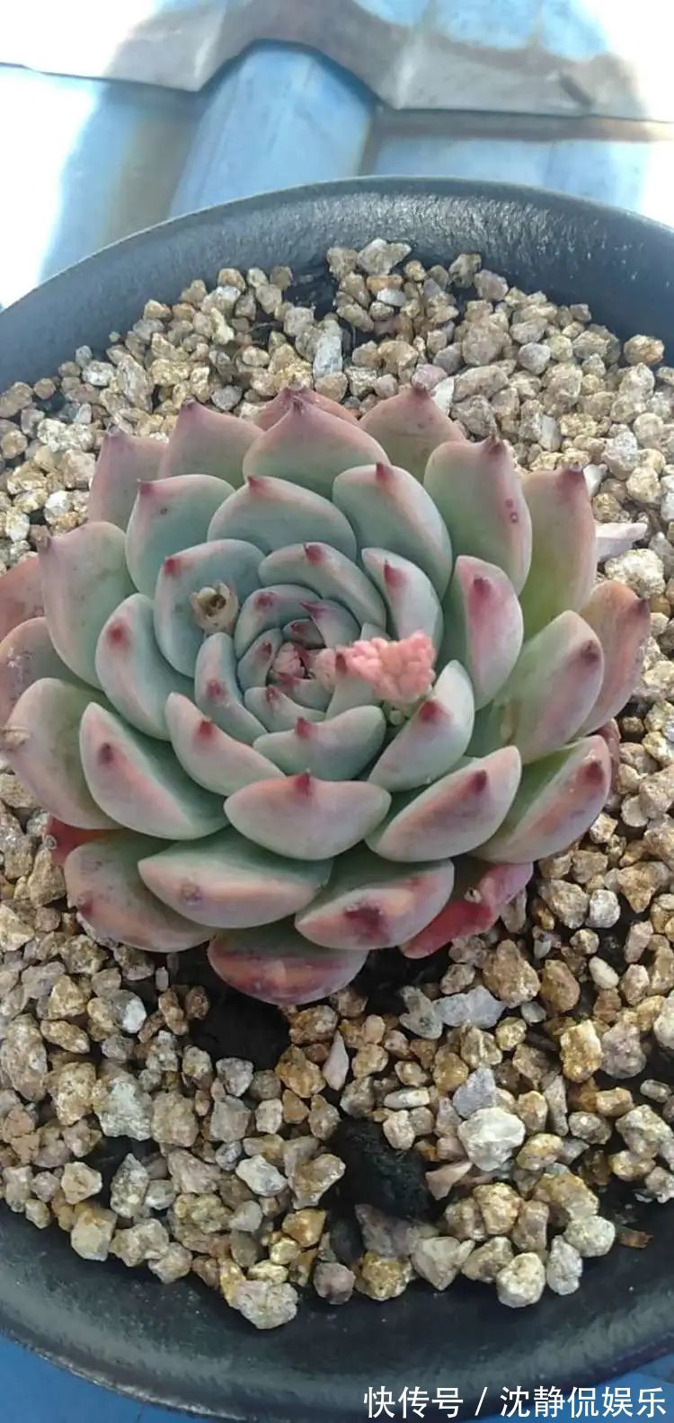 昂斯诺|一直都养不活花,直到遇见了多肉!只要用心,就能变美!