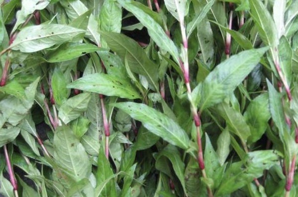 嫩叶|有种野草没人要,花瓣能酿酒,嫩叶能“毒鱼”,可以吃也可以入药