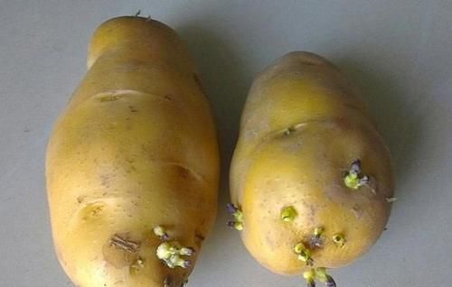 土豆如何储存才不会发芽？