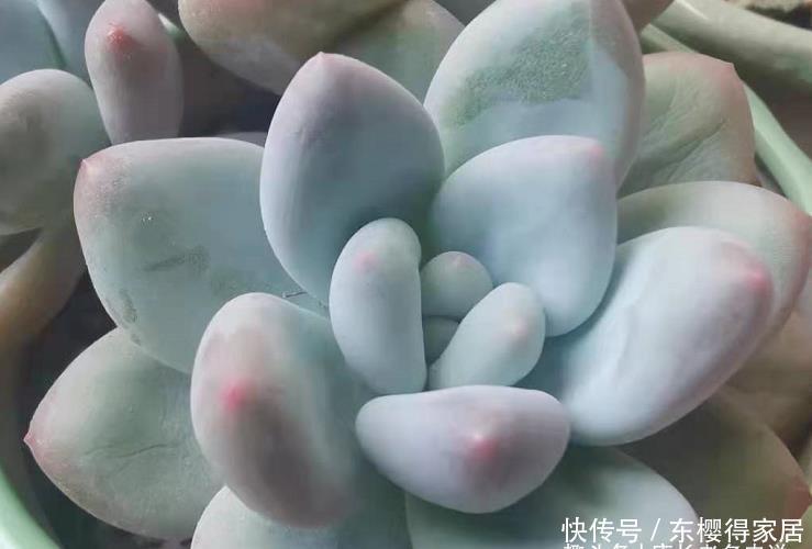 美杜莎|多肉长根就等于成活,但最难的就是发根,有啥办法能加速发根呢?