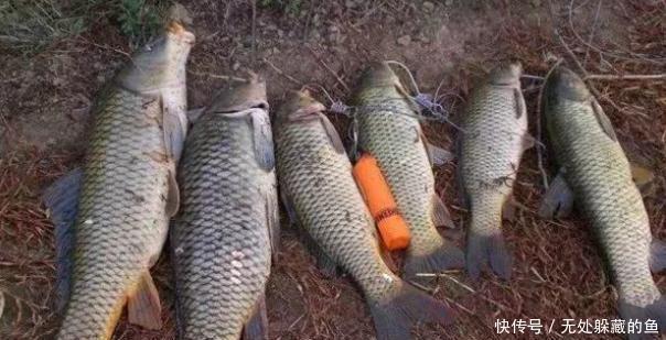 钓钓|野钓钓不到鱼试试这8个自制饵料配方，超级好用