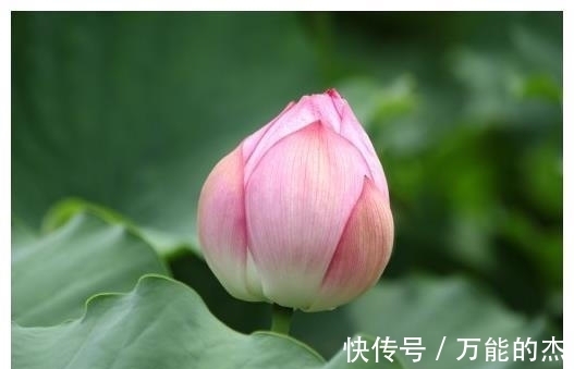 桃花朵朵|12月份开始，得贵人相助的4属相，桃花朵朵