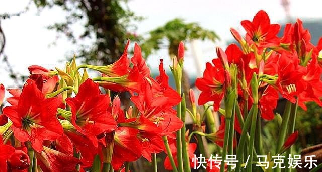 此“激素”别乱用,用“错”植物不生长,用一盆扔一盆
