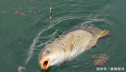 鱼类|涨知识:从鱼嘴的“朝向”说调漂,如何调漂中鱼率高?先看鱼嘴!