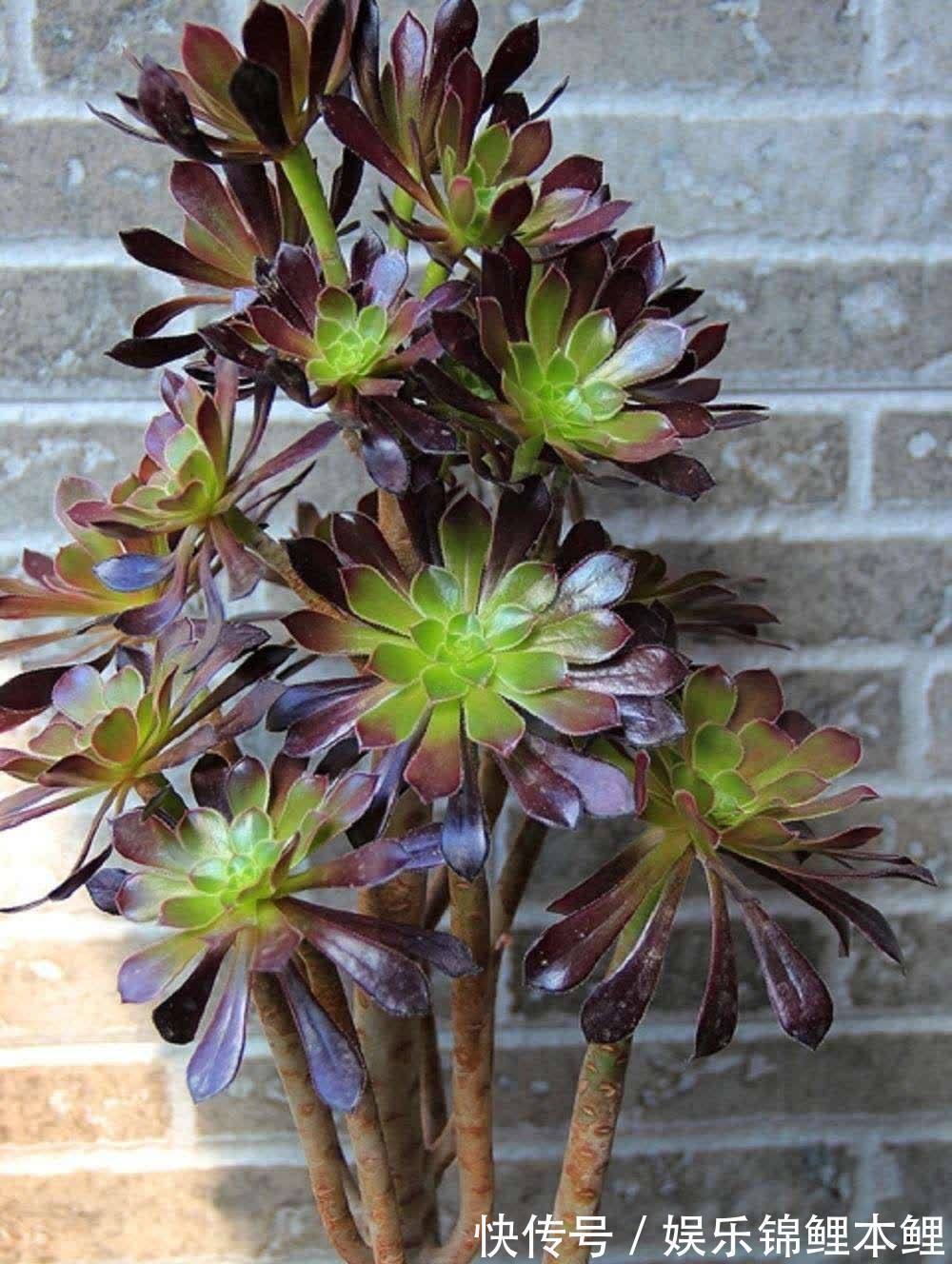 早春养黑法师,4个要点做1做,养成漂亮紫莲花