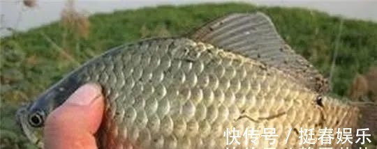 小鱼|小鱼闹窝?野钓用这几招,中钩的都是大板鲫