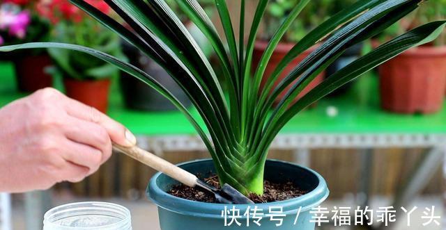 君子兰10月要''巧养''，新叶厚又亮，早早抽花箭