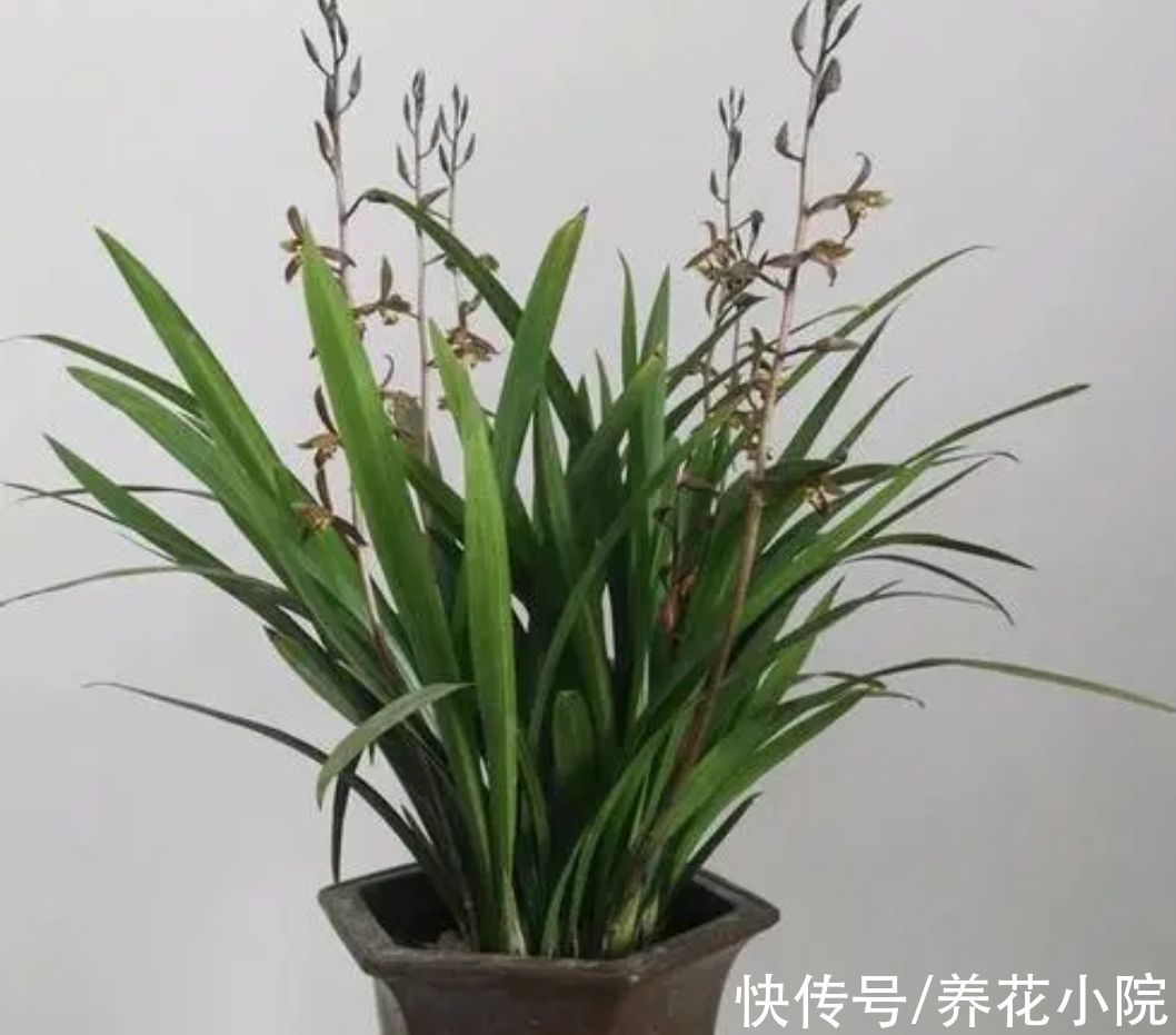 兰株|冬天养墨兰，做好4个“小细节”，兰株长得旺，早开花