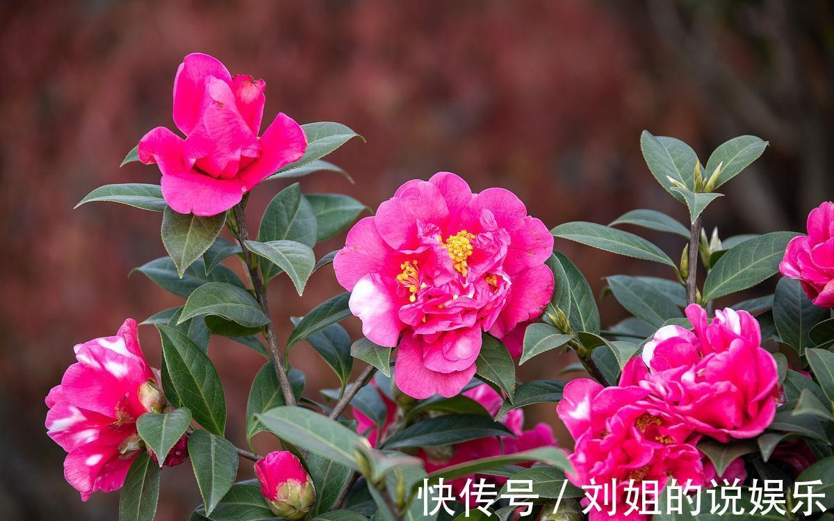 4种漂亮花冬季开,做年宵花很美,养一盆在家里,都温馨浪漫