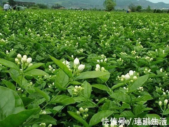修剪|夏天养茉莉，叶子翠绿开花茂密，茉莉清香飘满屋