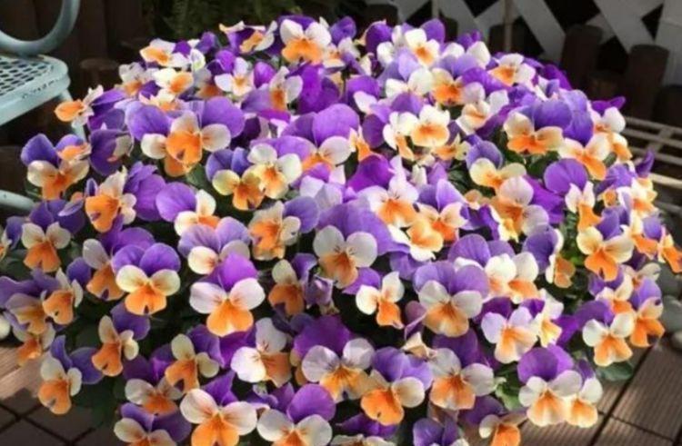 几款花卉花期长易打理，婀娜多姿，漂亮高贵优雅，对待新手很友好