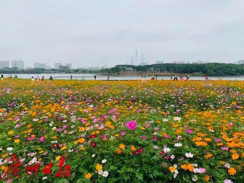 就在广州市区！“粉色梦境”藏身海珠湿地