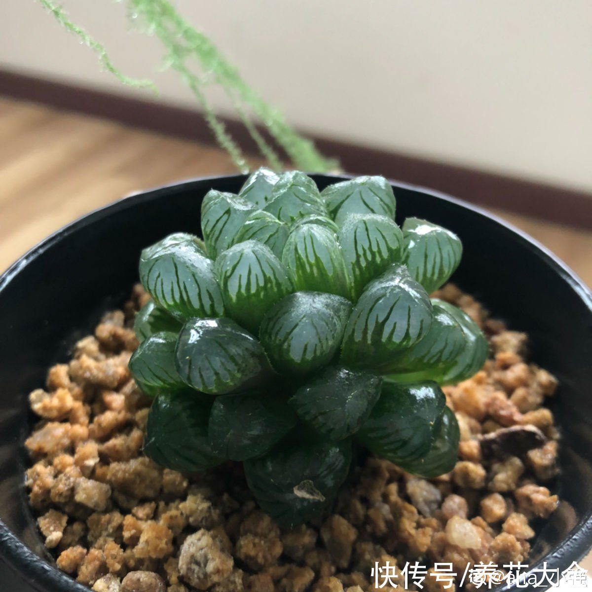 多肉|养花8年，总结出6个“坑”，早看早避开