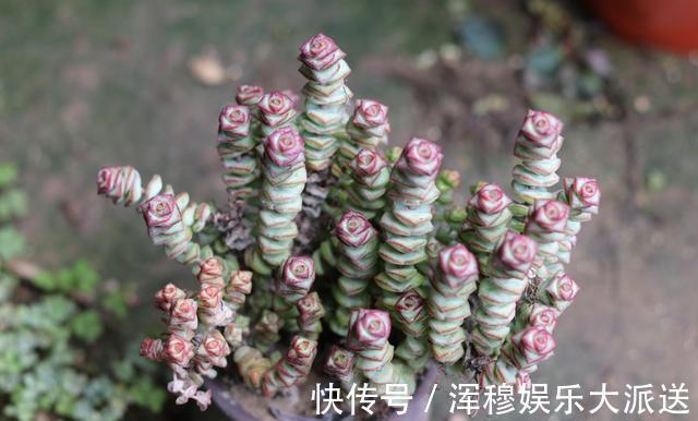 叶片|想把“多肉”养爆盆，学会4个“小技巧”，养出状态，轻松变老桩