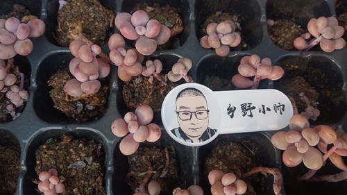 多方面|养多肉浇水需要注意细节，浇水方式要考虑多方面，才能养好肉肉