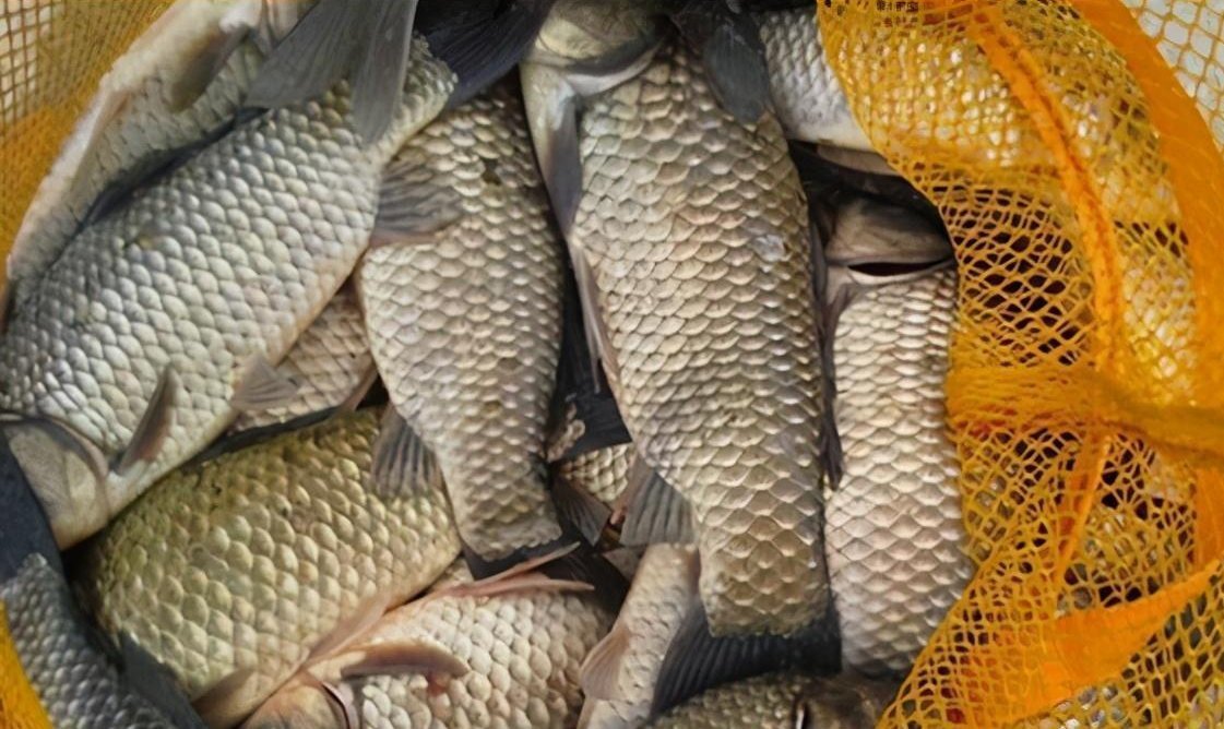 动物蛋白|如何搓饵可以帮你钓鲫满满?小小搓饵,有大大的学问