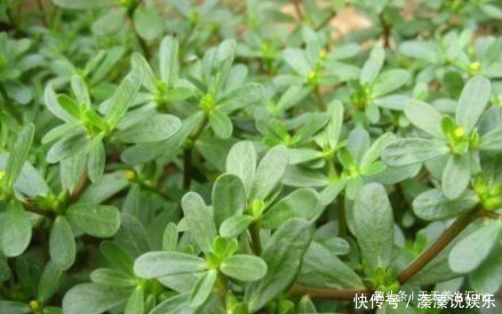 荠菜|女性不想老得快,推荐常吃4种食物,保护皮肤,美容抗衰老