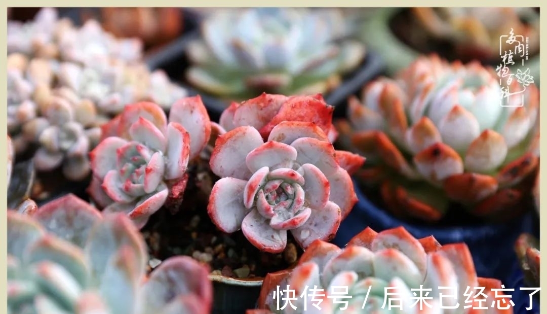 冬天来了,你的多肉让你着迷了吗?