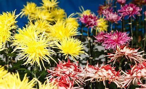 养花|养花试试这几款,花朵犹如流星雨划过的天空,绚烂而美丽