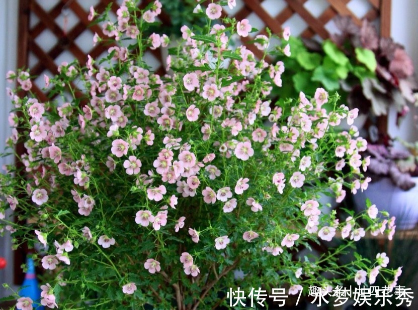 5种花夏天要休眠,养好精神补足体力,天凉开枝散叶,积极开花