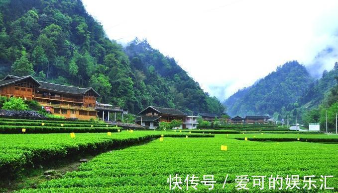 茶树|在农村,茶树也能盆栽做盆景,放在家里让房间充满淡淡的茶香