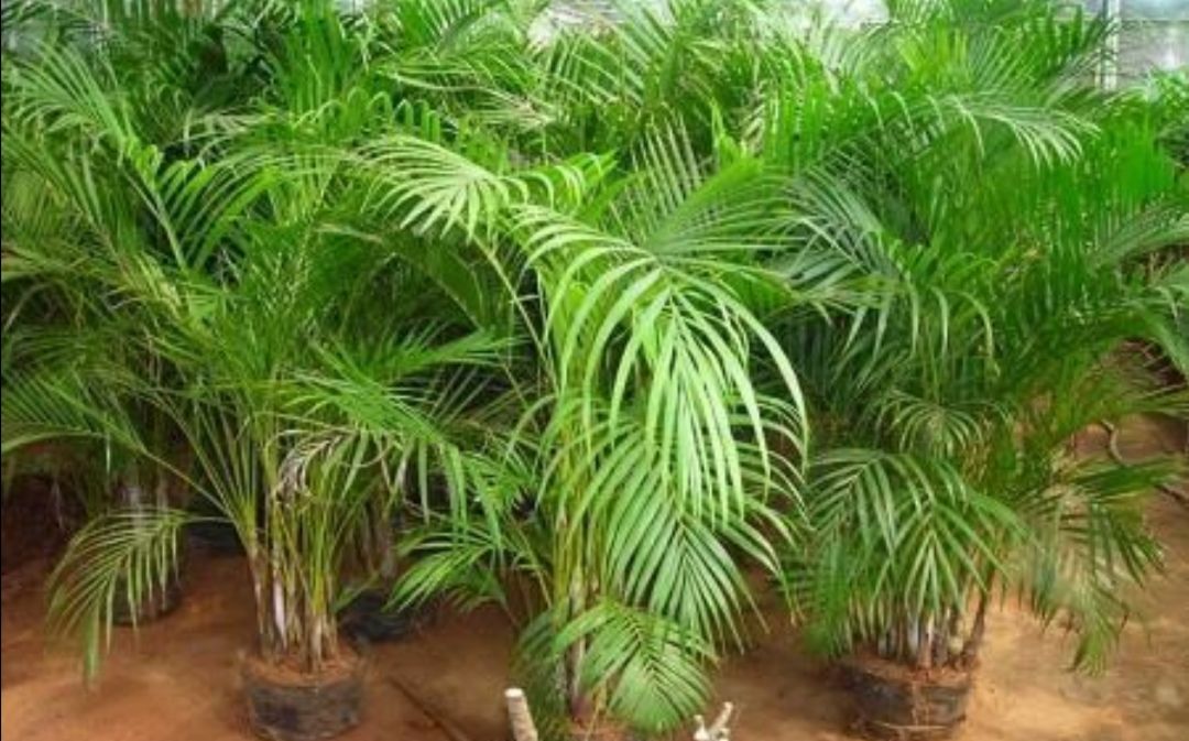 家里养5种观叶植物，冬天不抗冻，及时补足养分，增加抗寒能力