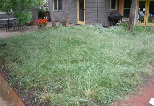 灿烂|又到了粉黛乱子草花开灿烂的时节,在院子就能种,花朵如云雾