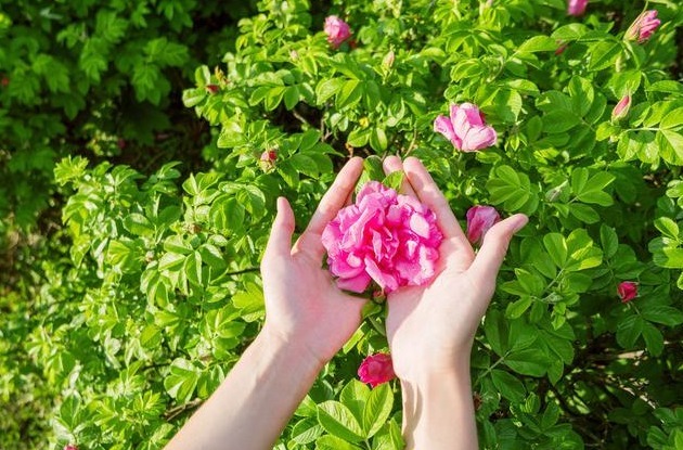 三种人|5岁小男孩,浑身起红疹,提醒蒲公英虽好,三种人要慎用