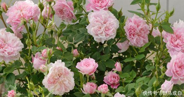 静赏花落|喜欢菊花,不如养盆“花中精品”幸福之门,似美人起舞,艳丽清雅