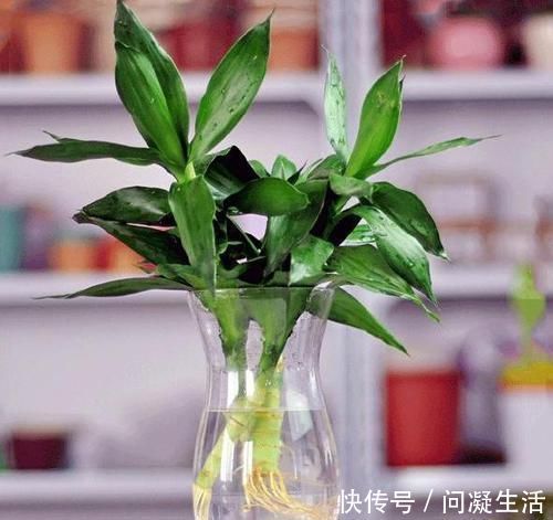 净化|卧室长期放盆栽,失眠的人就选2种,好看又好养,净化效果好