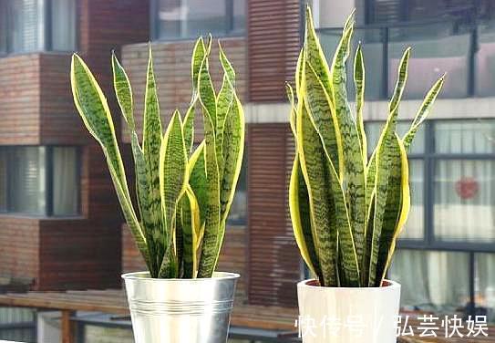 你知道虎皮兰还能开花吗只需做“3点”，开花简单，清香飘满屋