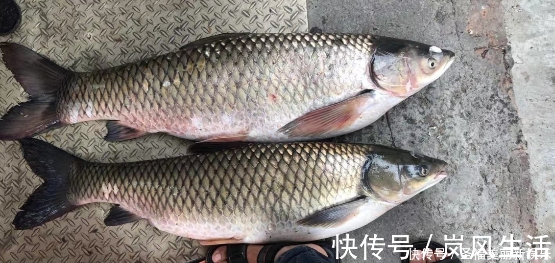 水面|夏季浮钓草鱼新方式,比钓鱼更容易钓获草鱼,装备非常简单