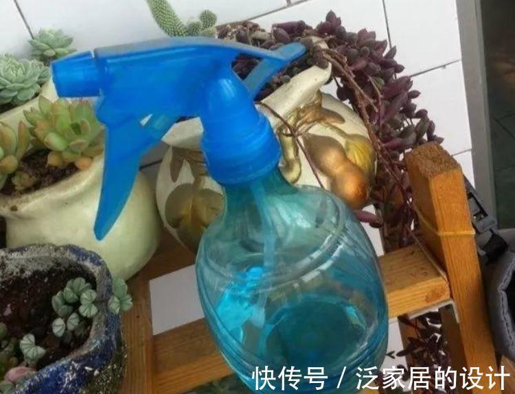 秋天|秋天养多肉，蚧壳虫来袭怎么办？3种土方法，害虫一个都逃不了