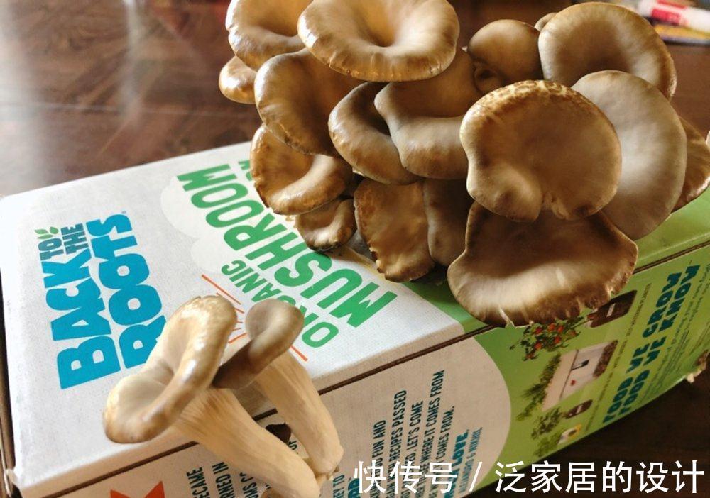 蘑菇|掌握住种植方法，居家盆栽蘑菇，好吃又好玩，观赏也不错