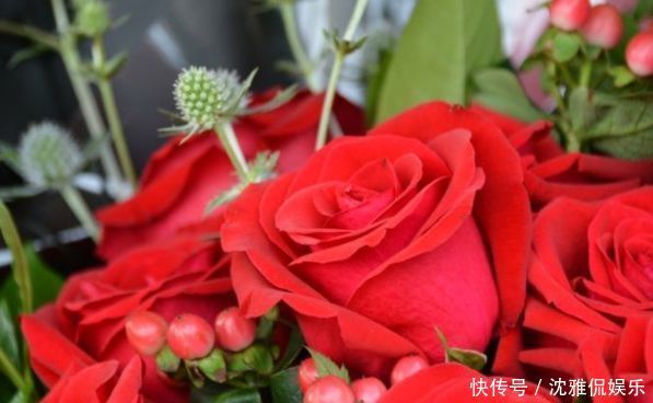 玫瑰|喜欢玫瑰,不如首选珍稀玫瑰“卡罗拉”,花开红如焰火,娇艳欲滴