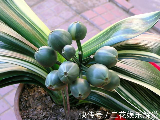 什么啤酒水、骨头渣都不如“1种臭臭肥”，君子兰吃了“猛长个”