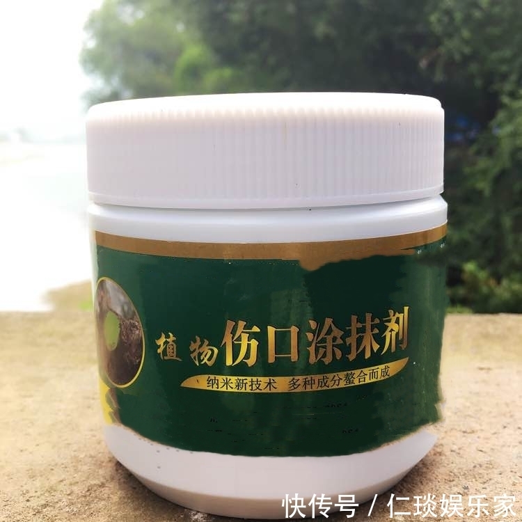 修剪黄荆老桩头你还在用草木灰涂抹剪口吗伤口愈合剂了解一下